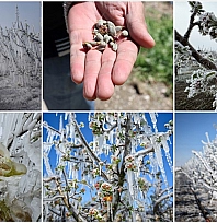 Malatya'da borcu olan çiftçiler dikkat! Artık verilmeyecek…