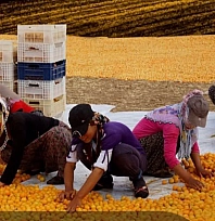 Malatya'da büyük yarışma! Birinciye 200 bin TL ödenecek…