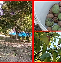 Malatya'da ceviz hasadı! Baba mirası bahçeden 2 ton ürün bekliyor