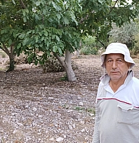 Malatya'da ceviz hasadı başladı: 'Ceviz, kayısının sigortasıdır'