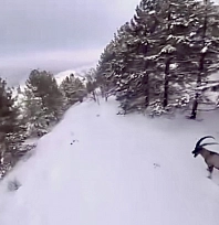 Malatya'da dağ keçileri drone kamerasında