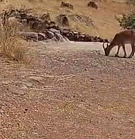 Avlanması yasak dağ keçileri sürü halinde görüntülendi