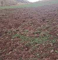 Malatya'da Domuzlar Çiftçilere Zor Anlar Yaşatıyor