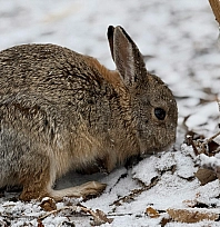 Malatya'da ekipler sahada: Yaban hayvanları unutulmadı