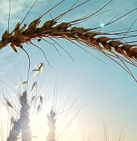 Malatya'da hangi ürüne hibe desteği verilecek? İlçe ilçe açıklandı