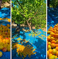 Malatya'da hasat bitti sanılırken 'Sarı altın' bereketleniyor