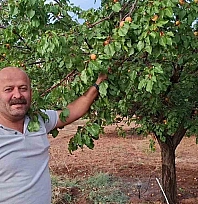 Kayısıya alternatif yol: Hasadı eylülde başlıyor