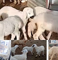 Malatya'da hayvancılık sektörünü tehdit ediyor...