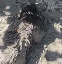 Malatya'da itfaiye mahsur kalan köpeği son anda kurtardı