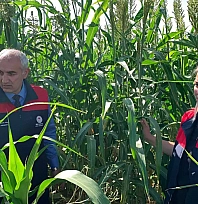 Malatya'da yem maliyetini düşürecek proje: Deneme ekimleri başladı