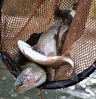 Malatya'da Kapıkaya Barajı 10 yıllığına kiralanacak