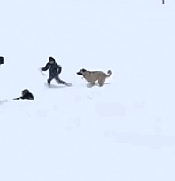 Malatya'da karın tadını çocuklar ve köpekler çıkardı