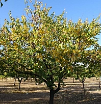 Malatya'da kayısı bahçeleri yeniden canlandı! Çiftçiler yeni sezona umutlu....
