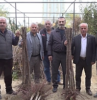 Malatya'da kayısı fidanı 125 TL'den satılmaya başlandı