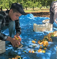 Malatya'da kayısı hasadı sürüyor