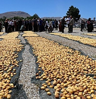 Malatya'da kayısı üretiminde yeni dönem: Zirai ilaçlara 'reçete' şartı geliyor