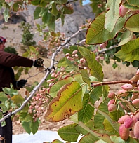 Malatya'da kayısıya alternatif olarak ekilmişti: 1,5 ton rekolte bekleniyor