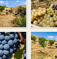 Malatya'da kayısıya alternatif ürünler mi yetiştirilmeli?