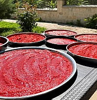 Malatya'da kış hazırlığı başladı: Domates ve biberler sofralık lezzetlere dönüşüyor