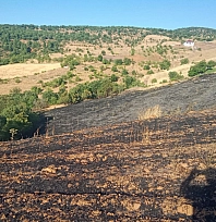 Malatya'da korkutan yangın: 2 ev kül oldu, 20 dönüm bahçe zarar gördü