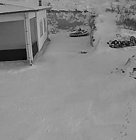 Malatya'da kurt alarmı: Aç kalınca yerleşim yerlerine indi