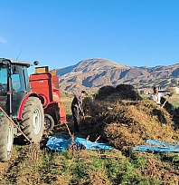 Malatya'da kuru fasulye hasadı başladı