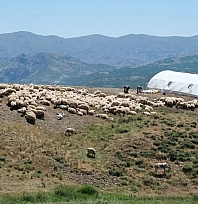 Malatya'da mera alanları yüzde 7,1 arttı