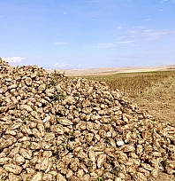 Malatya'da pancar hasadı başladı! Artan maliyetler çiftçinin yüzünü güldürmüyor