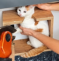 Malatya'da posta kutusundan mektup değil kedi çıktı!