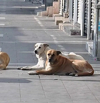 Malatya'da sahipsiz hayvanlar için Eylül alarmı: Belediyeler denetlenecek