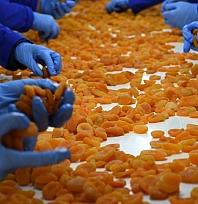 Malatya'da sarı altın 11 ayda 275 milyon dolar gelir