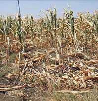 Malatya'da Su Krizine Barajlı Çözüm: İşte Detaylar
