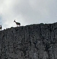 Malatya'da dağ keçileri sürü halinde görüntülendi