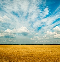 Malatya'da tarım projesi: Yıl sonuna kadar devam edecek...