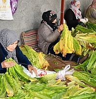 Malatya'da tütün üreticisi havlu atıyor: Maliyetler arttı fiyatlar yarı yarıya düştü