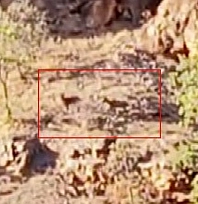 Malatya'da yaban keçileri görüntülendi