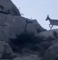 Malatya'da koruma altındaydı: Sürü halinde görüntülendi