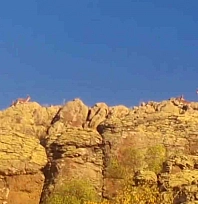 Malatya'da yaban keçileri görüntülendi