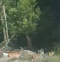 Malatya'da koruma altındaki yaban keçileri karayoluna indi!