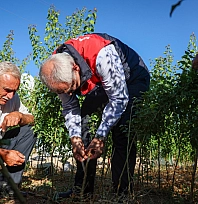 Malatya'da yılda 850 bin sertifikalı fidan üretiliyor