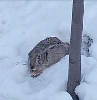 Malatya'da yiyecek arayan tavşan okul bahçesinde görüntülendi