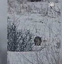 Malatya'da yiyecek arayan vaşak kameralara yansıdı