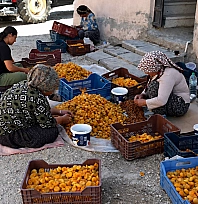 Malatya'daki kayısı üreticilerinden tepki: 'Kuru kayısı en az 400 TL olmalı'