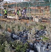 Malatya'dan Orta Asya'ya yeşil köprü |50 bin fidan Türkmenistan yolunda