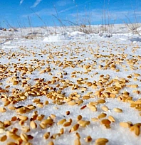 Malatya yaban hayvanları unutulmadı