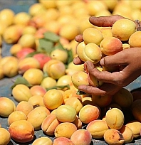 Malatya kayısısı için yeni tehdit! Toprakta 14 yıl yaşıyor...