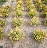 Malatya'nın altın meyvesi renkleriyle görsel şölen sundu