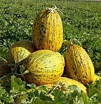 Malatya'nın Çukurovası'nda kavun mesaisi: 1.500 dönümlük alanda 200 ton rekolte bekleniyor