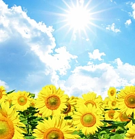 Malatya'nın en serin yeri bile 32 derece! İşte ilçe ilçe tablo