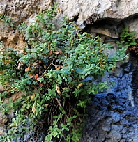 Malatya'nın Gizli Şifa Kaynağı: Endemik Bitki, Sarı Kantaronu Geride Bıraktı